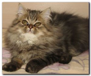 Гранд котенок перс
