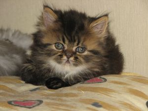 Вагнер котенок перс