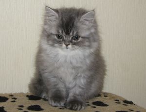 Вегас котенок перс