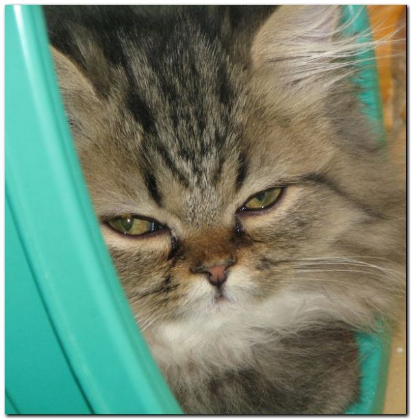 котенок перс