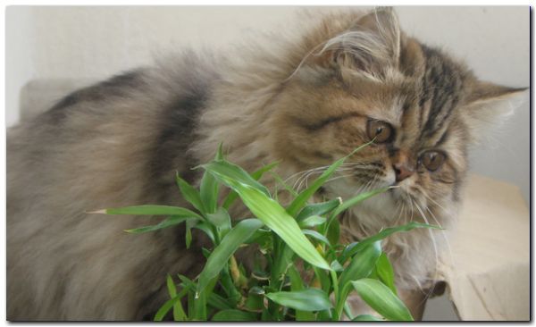 котенок перс