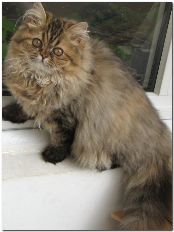 котенок перс