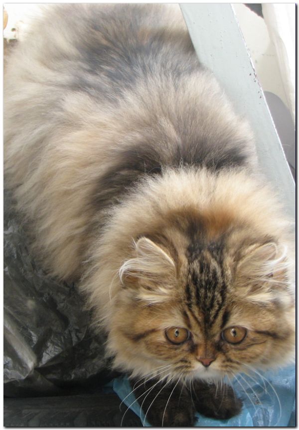 котенок перс