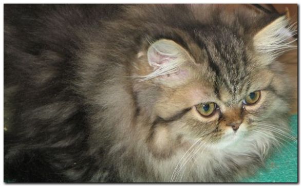 котенок перс