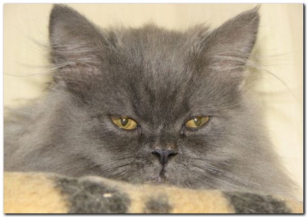 котенок перс
