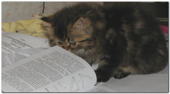 котенок перс