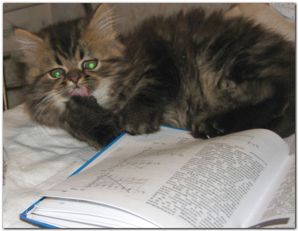 котенок перс