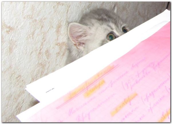 котенок перс